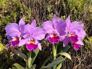 Cattleya Cosmo-Autumn