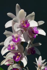 Dendrobium Memoria John Purvis