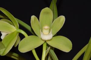 Cymbidium Eastern Venus