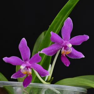 Phalaenopsis Memoria Hans-Werner Pelz