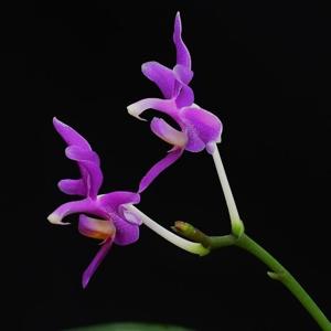 Phalaenopsis Memoria Hans-Werner Pelz