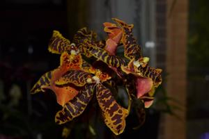 Gombrassiltonia Hilo Ablaze