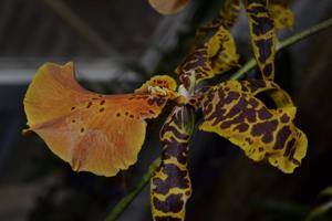Gombrassiltonia Hilo Ablaze