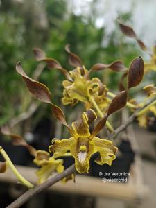 Dendrobium Ira Veronica