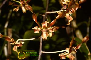 Dendrobium Ira Veronica