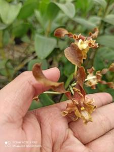 Dendrobium Ira Veronica