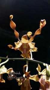 Dendrobium Suramadu