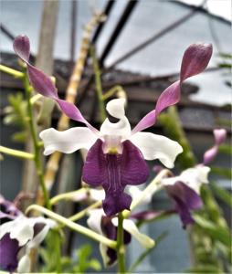 Dendrobium Tiffany Lindsay