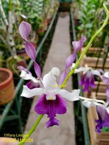 Dendrobium Tiffany Lindsay