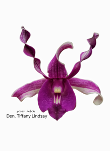 Dendrobium Tiffany Lindsay