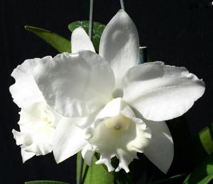 Cattleya dolosa