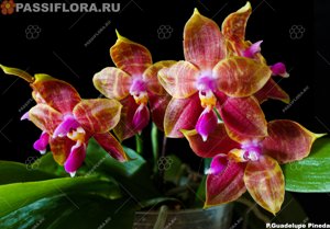 Phalaenopsis Guadalupe Pineda