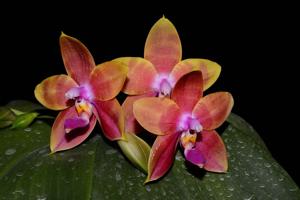 Phalaenopsis Guadalupe Pineda