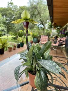 Paphiopedilum Doktor Hans-Georg Preissel