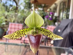 Paphiopedilum Doktor Hans-Georg Preissel