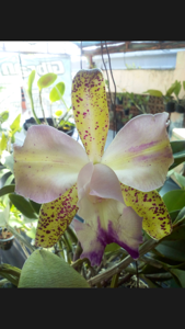 Cattleya Feuillatii