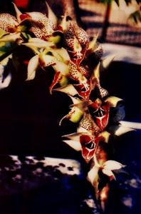 <i>Catasetum</i> Tommy Sng