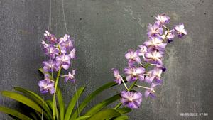 Vandachostylis Vinita