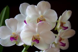Aeridovanda Supatra Delight
