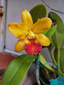 Cattlianthe Varut Beau