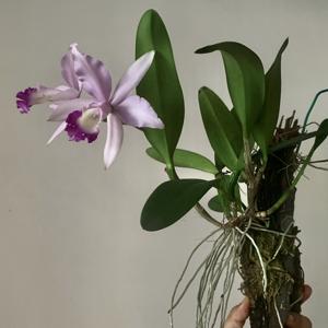 Cattleya Varut Bluestar