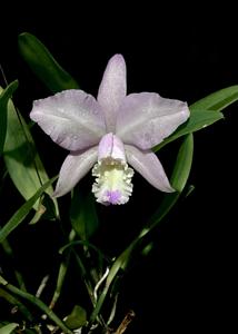 Cattleya Varut Bluestar