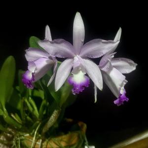 Cattleya Varut Bluestar