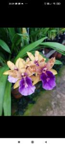 Miltonia Puna Cove