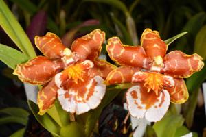 Oncidium Pacific Command