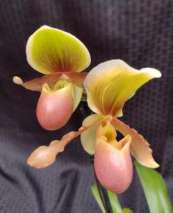 Paphiopedilum Pascal Sauvêtre