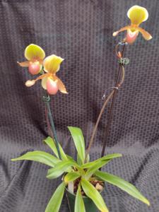 Paphiopedilum Pascal Sauvêtre