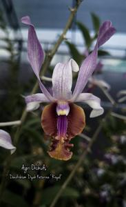 Dendrobium Dyah Katarina