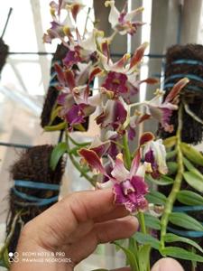 Dendrobium Dyah Katarina