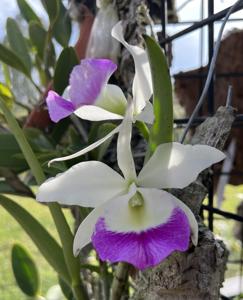 Brassocattleya Windward Flare