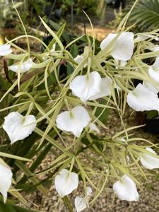 Brassavola Grand Stars