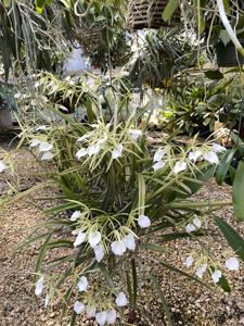 Brassavola Grand Stars