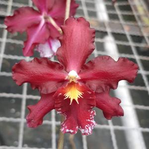 Oncidium Pacific Lust