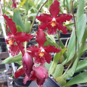 Oncidium Pacific Lust