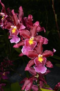 Oncidium Pacific Lust