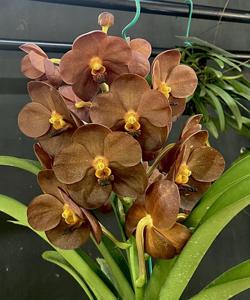 Vanda Ben's Delight
