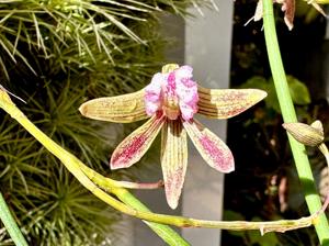 Dendrobium Australian Ginger