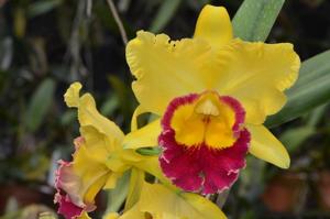 Rhyncholaeliocattleya Taiwan Ruby