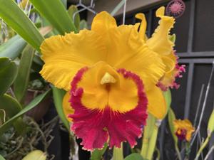 Rhyncholaeliocattleya Taiwan Ruby