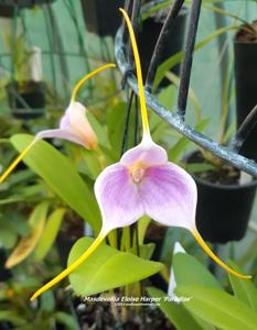 Masdevallia Eloise Harper