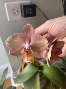 <i>Phalaenopsis</i> I-Hsin Balloon