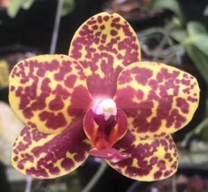 Phalaenopsis I-Hsin Gold Dust