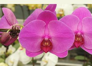 Phalaenopsis I-Hsin Song