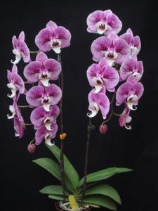 Phalaenopsis I-Hsin Waltz
