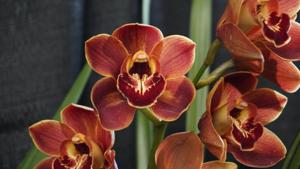 Cymbidium Khan Wall