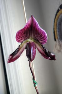 Paphiopedilum Hsinying Alien